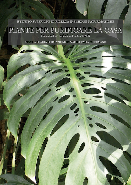 piante per purificare la casa