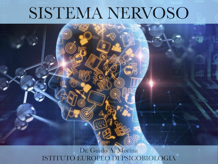 sistema nervoso