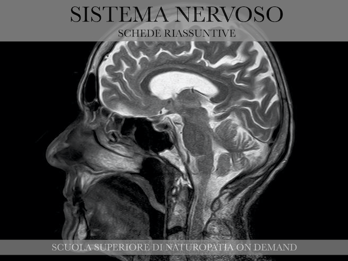 sistema nervoso 2